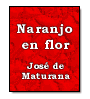 Naranjo en flor de Jos de Maturana